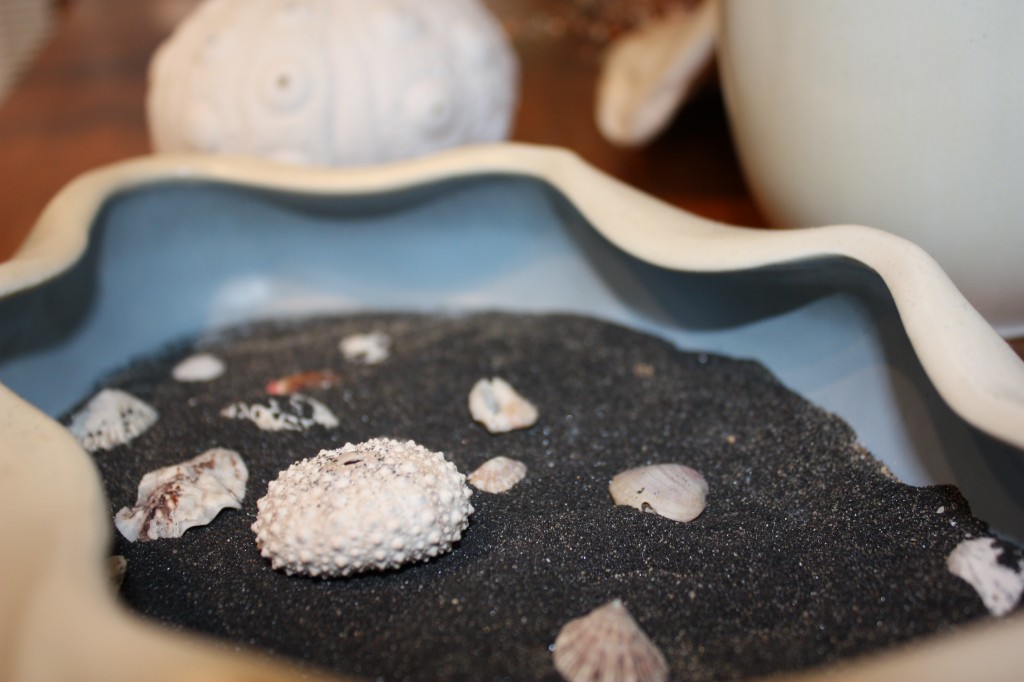 magnetite and shells from the beach