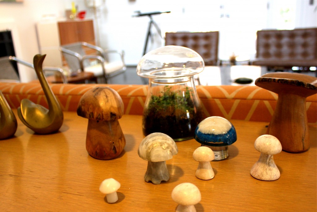 mushroom collection