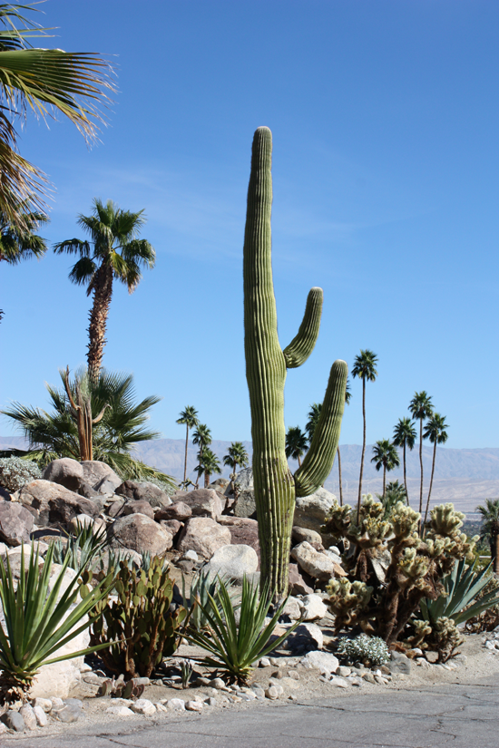 palm springs landscaping